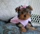 Yorkshire Terrier Puppies for sale in Topeka, KS, USA. price: NA