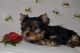 Yorkshire Terrier Puppies for sale in Portland, ME, USA. price: NA