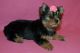 Yorkshire Terrier Puppies for sale in Columbia, MO, USA. price: NA