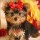 Yorkshire Terrier Puppies for sale in Illinois, USA. price: NA