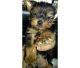 Yorkshire Terrier Puppies for sale in Great Barrier Island, Auckland 0991, New Zealand. price: $350