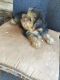 Yorkshire Terrier Puppies for sale in Hattiesburg, MS, USA. price: $500
