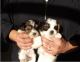 Yorkshire Terrier Puppies for sale in Rialto, CA, USA. price: $300
