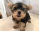 Yorkshire Terrier Puppies for sale in Clifton Hill, MO 65244, USA. price: NA