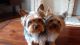 Yorkshire Terrier Puppies for sale in Lineville, AL, USA. price: NA