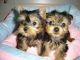 Yorkshire Terrier Puppies for sale in Alamogordo, NM 88310, USA. price: $200