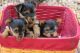 Yorkshire Terrier Puppies for sale in Crown Point, IN 46307, USA. price: NA