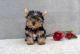 Yorkshire Terrier Puppies for sale in Beaumont, TX, USA. price: $200
