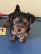 Yorkshire Terrier Puppies for sale in Hattiesburg, MS, USA. price: $450