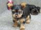 Yorkshire Terrier Puppies for sale in Philipsburg, PA 16866, USA. price: $359