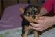 Yorkshire Terrier Puppies for sale in Rancho Cucamonga, CA, USA. price: $400