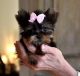 Yorkshire Terrier Puppies for sale in Manitoba, Canada. price: NA