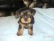 Yorkshire Terrier Puppies for sale in Anaheim, CA, USA. price: $350
