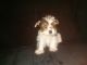 Yorkshire Terrier Puppies for sale in Flint, MI, USA. price: NA