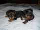 Yorkshire Terrier Puppies for sale in The Dalles, OR 97058, USA. price: $900