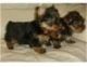 Yorkshire Terrier Puppies for sale in Grand Prairie, TX, USA. price: NA