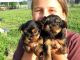 Yorkshire Terrier Puppies for sale in Provo, UT, USA. price: NA