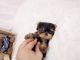 Yorkshire Terrier Puppies for sale in Daly City, CA, USA. price: NA