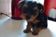 Yorkshire Terrier Puppies for sale in Round Rock, TX, USA. price: NA