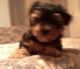 Yorkshire Terrier Puppies for sale in Boynton, OK 74422, USA. price: NA