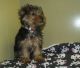 Yorkshire Terrier Puppies for sale in Butler, AL 36904, USA. price: NA