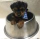 Yorkshire Terrier Puppies for sale in Batesburg-Leesville, SC, USA. price: NA