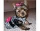 Yorkshire Terrier Puppies for sale in Abbeville, AL 36310, USA. price: NA