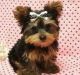 Yorkshire Terrier Puppies for sale in Abbeville, AL 36310, USA. price: NA
