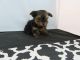 Yorkshire Terrier Puppies for sale in Fullerton, CA, USA. price: NA