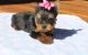 Yorkshire Terrier Puppies for sale in Murrieta, CA, USA. price: $300