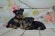 Yorkshire Terrier Puppies for sale in South Miami, FL, USA. price: NA