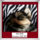 Yorkshire Terrier Puppies for sale in Grand Ledge, MI 48837, USA. price: NA
