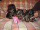 Yorkshire Terrier Puppies for sale in New Haven, CT, USA. price: NA
