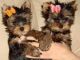Yorkshire Terrier Puppies for sale in Adams, NY 13605, USA. price: $50