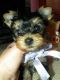 Yorkshire Terrier Puppies for sale in Glendale, AZ, USA. price: NA