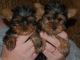 Yorkshire Terrier Puppies for sale in Adams, NY 13605, USA. price: $250