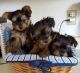 Yorkshire Terrier Puppies for sale in Delaware, AR 72835, USA. price: NA