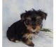 Yorkshire Terrier Puppies for sale in Hialeah, FL, USA. price: NA