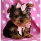 Yorkshire Terrier Puppies for sale in Dover Base Housing, DE, USA. price: NA