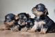 Yorkshire Terrier Puppies for sale in Roseville, CA, USA. price: NA