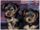 Yorkshire Terrier Puppies for sale in Adamstown, PA, USA. price: NA