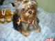 Yorkshire Terrier Puppies for sale in New York, NY, USA. price: $200