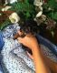 Yorkshire Terrier Puppies for sale in Jackson, MI, USA. price: $180