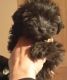 Yorkshire Terrier Puppies for sale in Kenosha, WI, USA. price: NA
