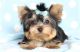Yorkshire Terrier Puppies for sale in Powder River, WY, USA. price: NA