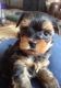 Yorkshire Terrier Puppies for sale in Philadelphia, TN 37846, USA. price: NA
