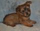 Yorkshire Terrier Puppies for sale in Watseka, IL 60970, USA. price: NA