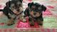 Yorkshire Terrier Puppies for sale in Springfield, MA, USA. price: NA