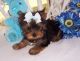Yorkshire Terrier Puppies for sale in Antelope, MT, USA. price: NA