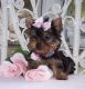 Yorkshire Terrier Puppies for sale in Fargo, ND, USA. price: NA